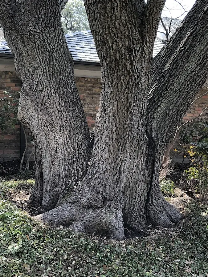 Mature heritage tree close to a Millersburg property cared for by certified arborists